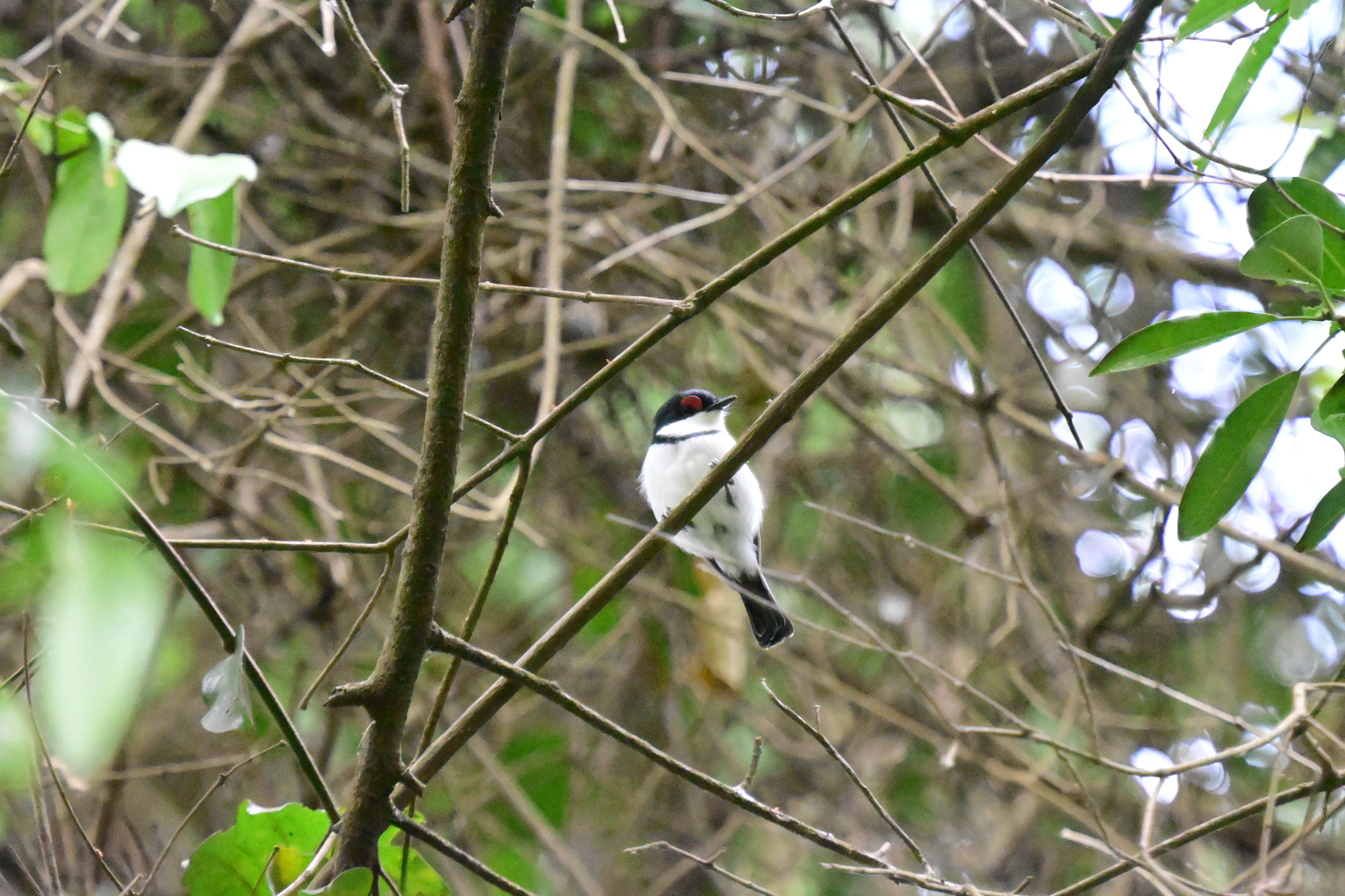 Black-throated Wattle-eye (Platysteira peltata), photo 5