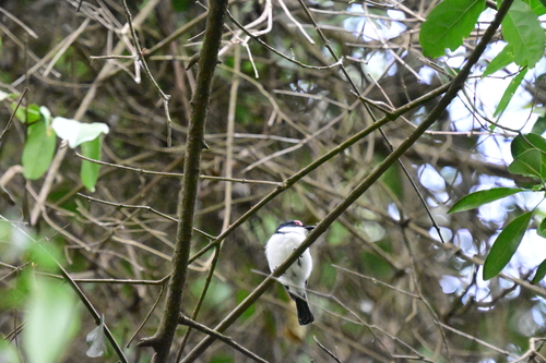 Black-throated Wattle-eye (Platysteira peltata), photo 9