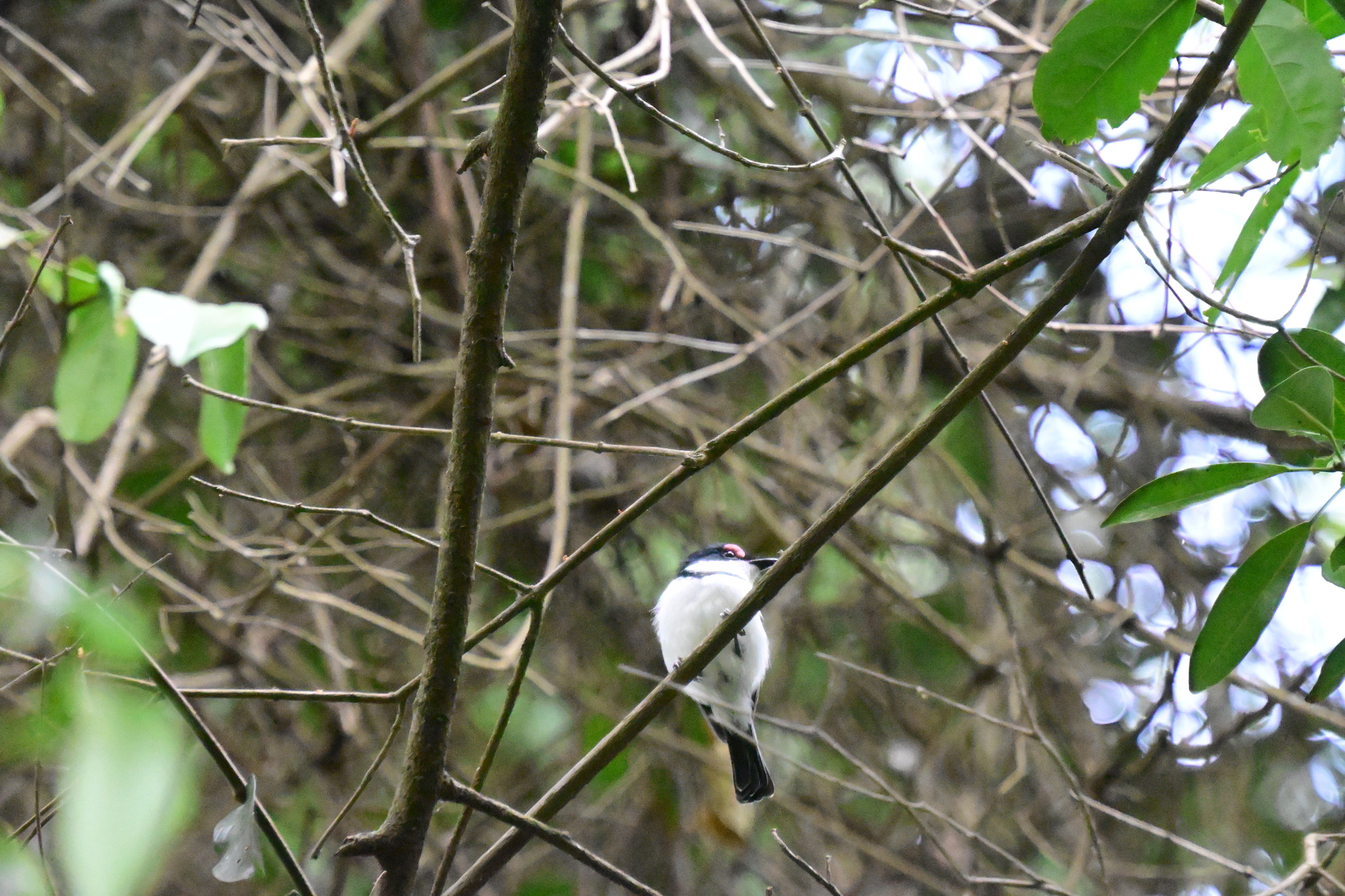 Black-throated Wattle-eye (Platysteira peltata), photo 6