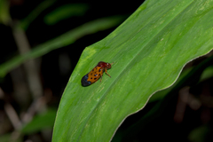 Leptataspis fortunata