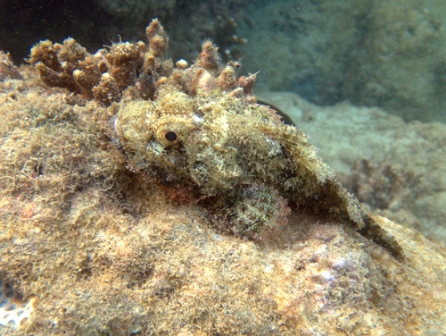 Scorpaenopsis venosa observed 2025-02-17