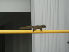 Callosciurus pygerythrus