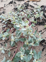 Atriplex laciniata