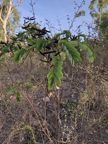 Senna alata
