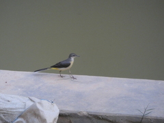 Motacilla cinerea