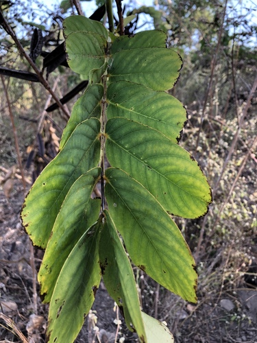Senna alata