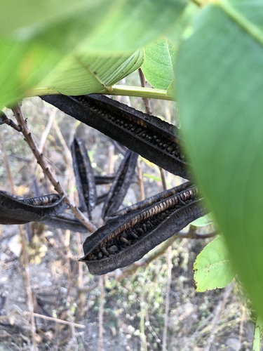 Senna alata