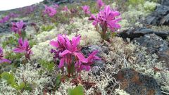 Rhododendron camtschaticum