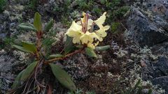 Rhododendron aureum