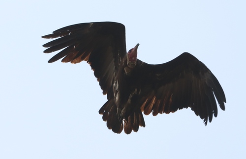 Hooded Vulture
