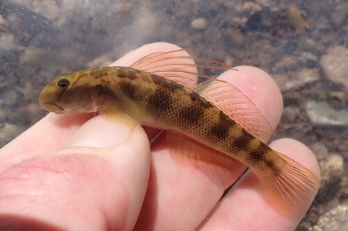 Salvin's goby (Sicydium salvini) — Gobiidae — 2