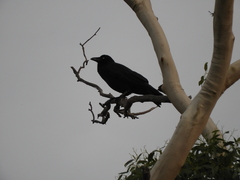 Corvus tasmanicus