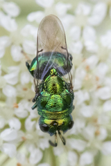 Euperilampus triangularis