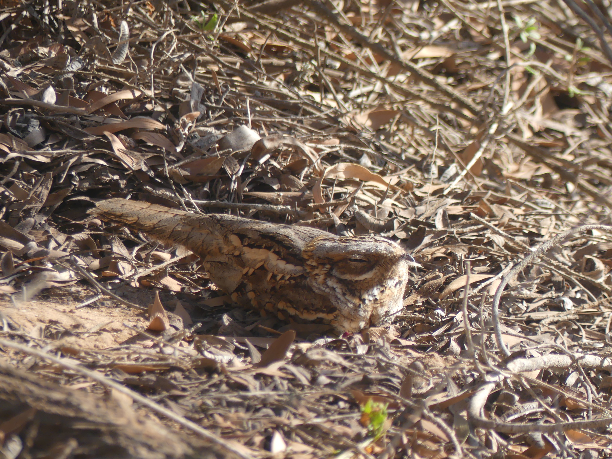 Red-necked Nightjar (Caprimulgus ruficollis), photo 6