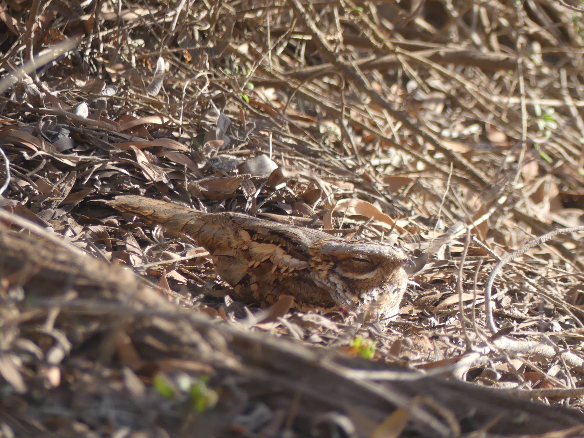 Red-necked Nightjar (Caprimulgus ruficollis), photo 7