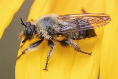 Laphria sacrator