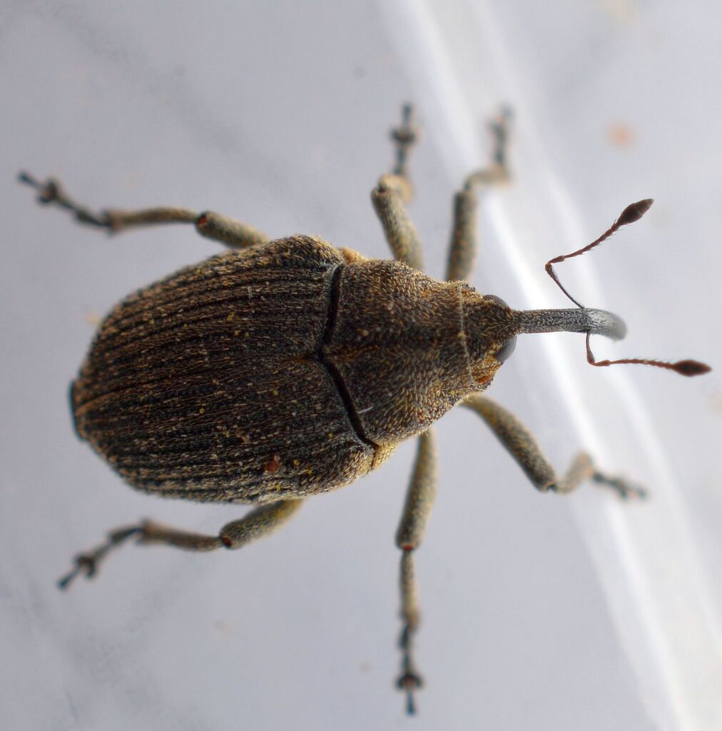 Ceutorhynchus rusticus