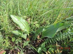 Plantago maxima