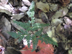 Sceptridium dissectum dissectum