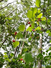 Crataegus flabellata
