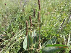 Plantago maxima