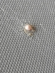 Araneus nidus