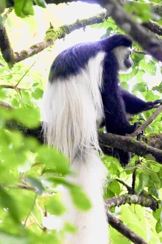 Mount Kilimanjaro Guereza