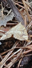 Eulithis populata
