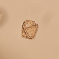 Protoperidinium