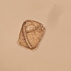 Protoperidinium