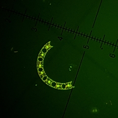 Eucampia zodiacus