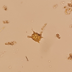 Odontella aurita