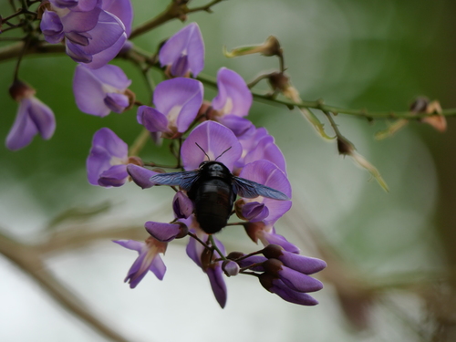 Xylocopa imitator