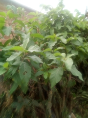 Gymnanthemum amygdalinum