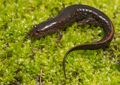 Carolina Swamp Dusky Salamander photo 3