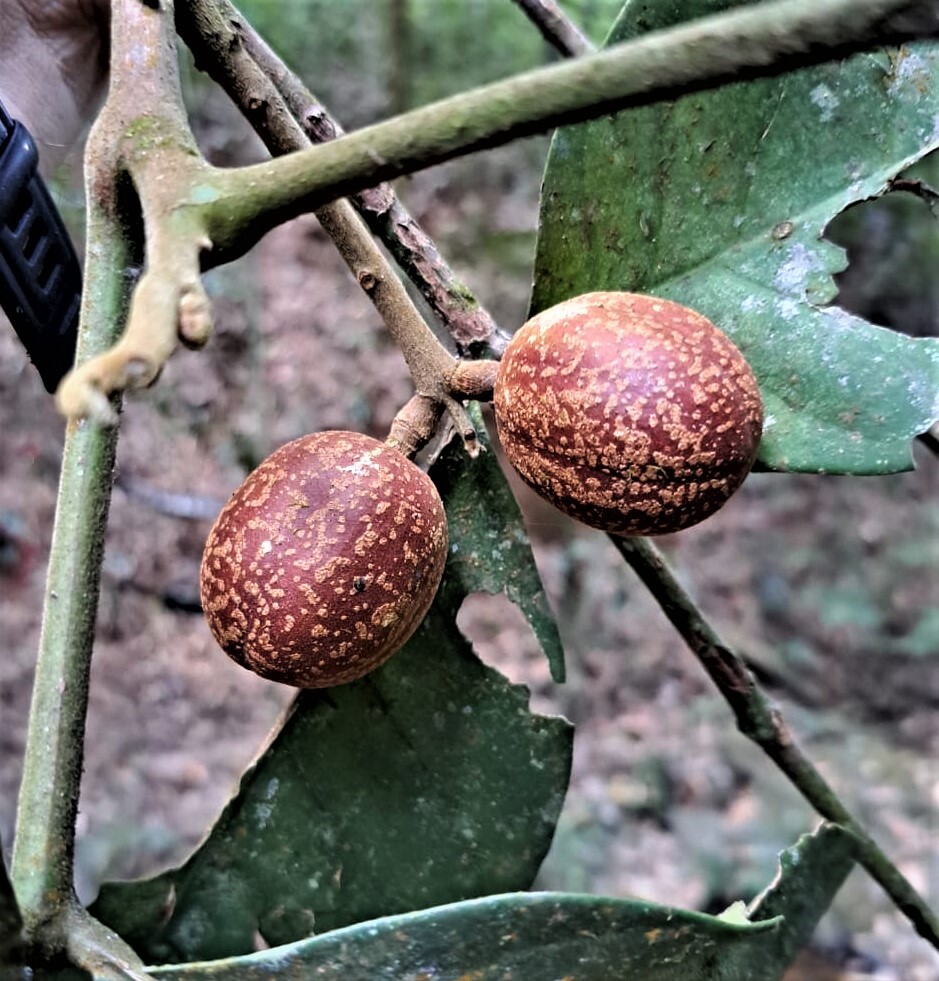 Foto de Guarea kunthiana A.Juss.