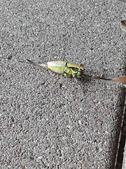 Eupholidoptera chabrieri