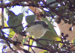 Acanthiza inornata