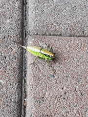 Eupholidoptera chabrieri