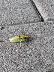 Eupholidoptera chabrieri