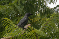 Edolisoma tenuirostre