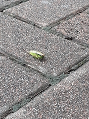 Eupholidoptera chabrieri