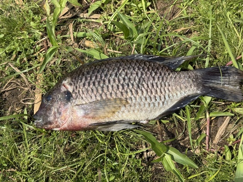 Nyong tilapia (Coptodon nyongana) — Cichlidae