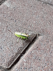 Eupholidoptera chabrieri