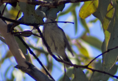 Acanthiza inornata