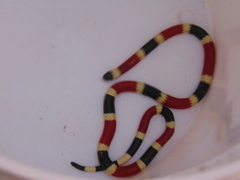 Micruroides euryxanthus