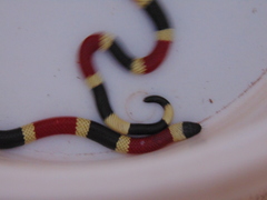 Micruroides euryxanthus