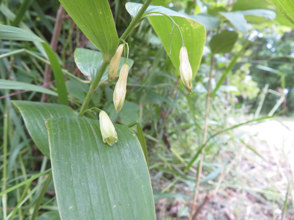 Polygonatum biflorum, Coalfields No. 4, SK S0C, Canada
