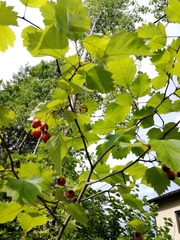 Crataegus flabellata
