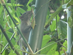 Callosciurus pygerythrus